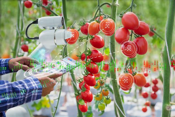 Machine die tomaten scant