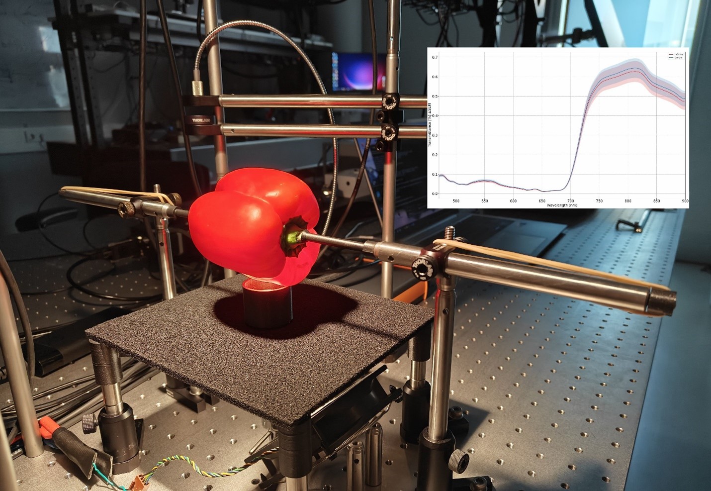 Detectable vegetable